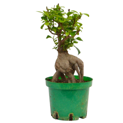 Фикус Гинсенг д.15 СП