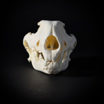 Череп собаки