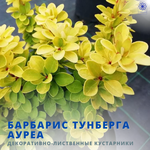 Барбарис Ауреа