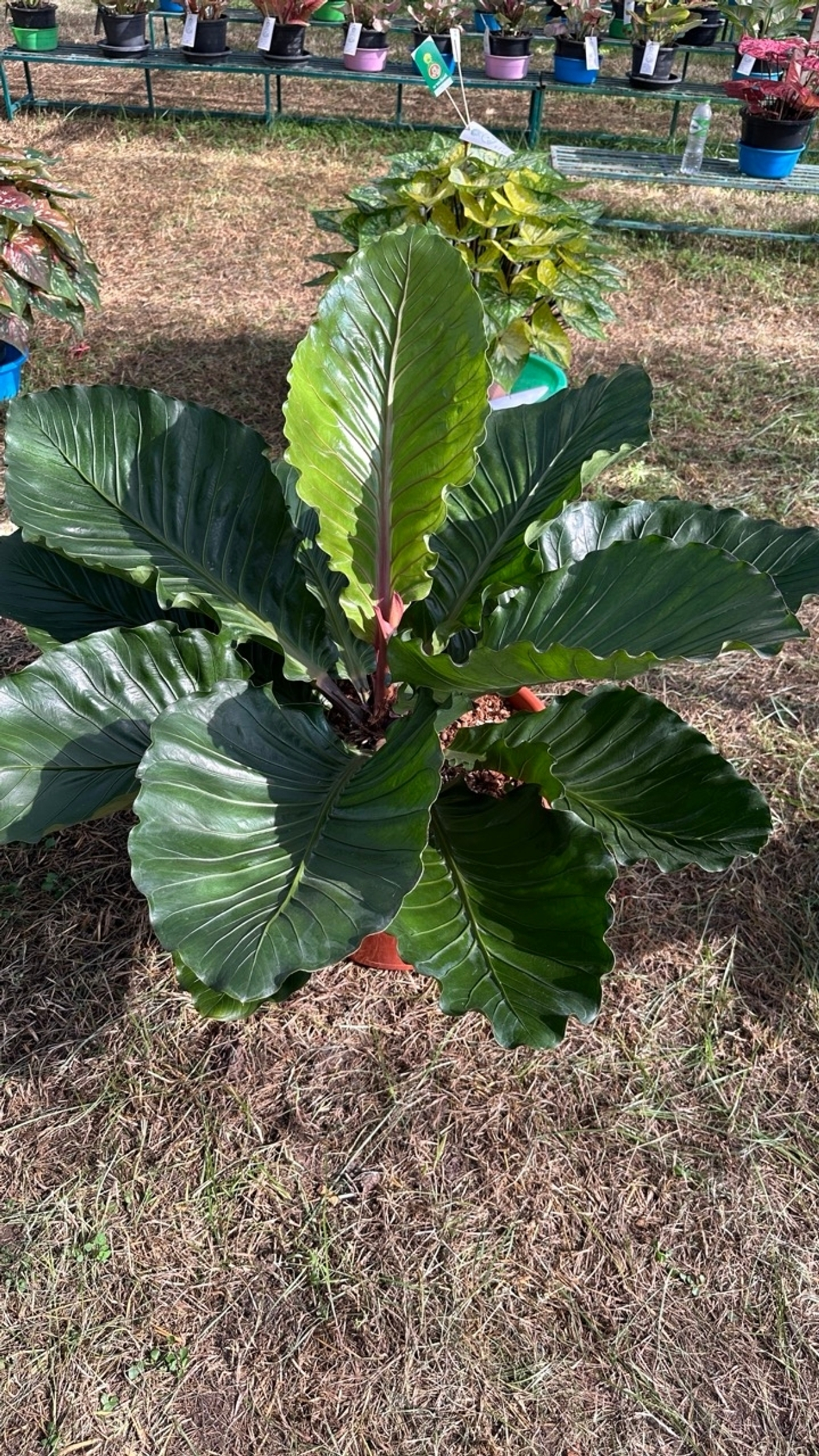 Второй небольшой новогодний розыгрыш призов для покупателей