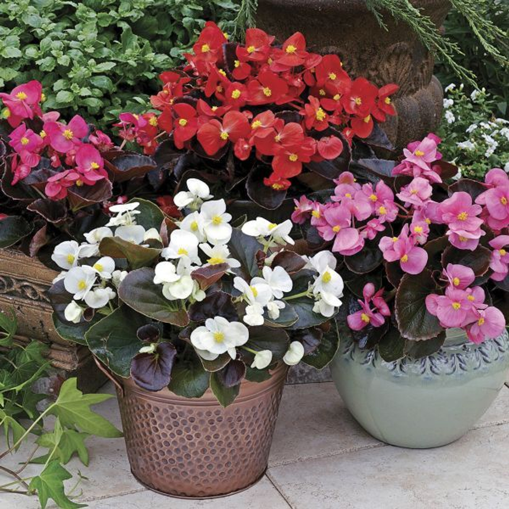 Бегония вечноцв.бронзоволист.Бада Бум Микс (50др) Витагрин Профи