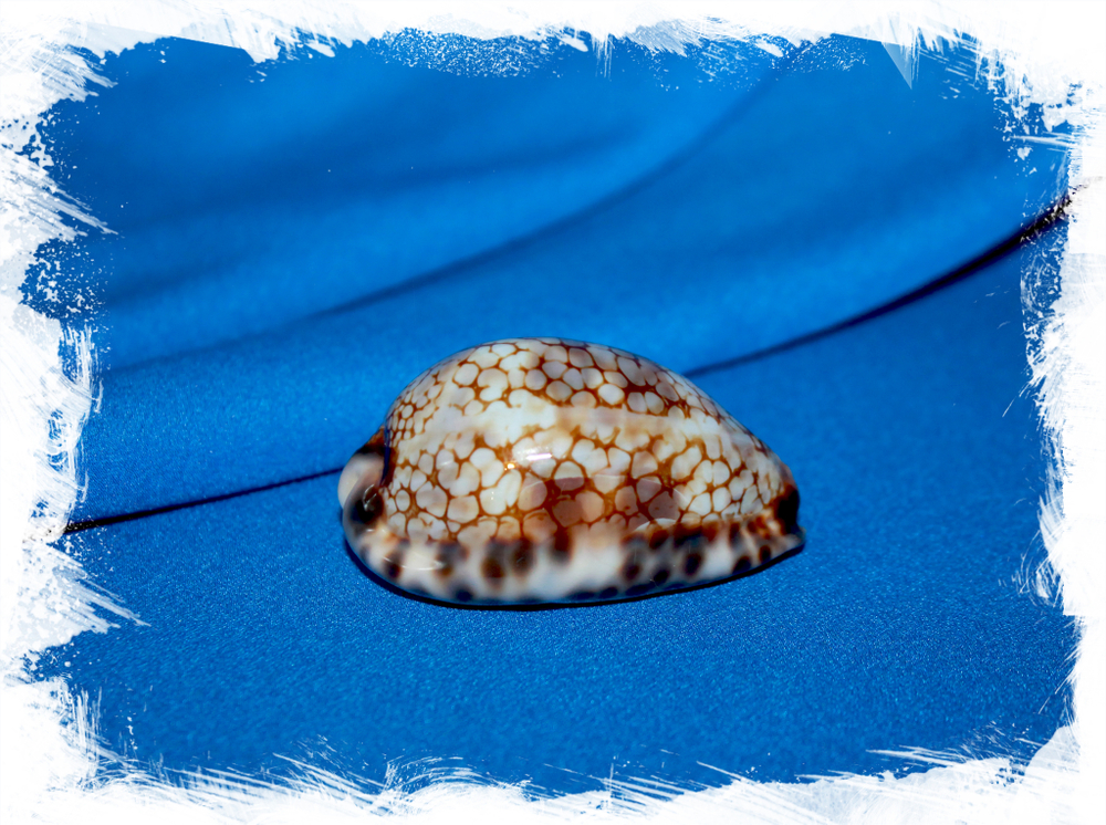 Коллекционная морская раковина Cypraea histrio