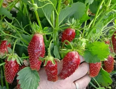 Земляника садовая (Клубника) май- июнь 2026