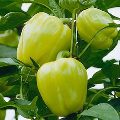 БЛОНДИ F1 семена перца сладкого (Syngenta | Alexagro)