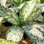 Диффенбахия THEP MONGKOL