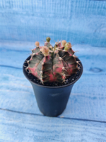 Gymnocalycium Variegata (Гимнокалициум Вариегатный)