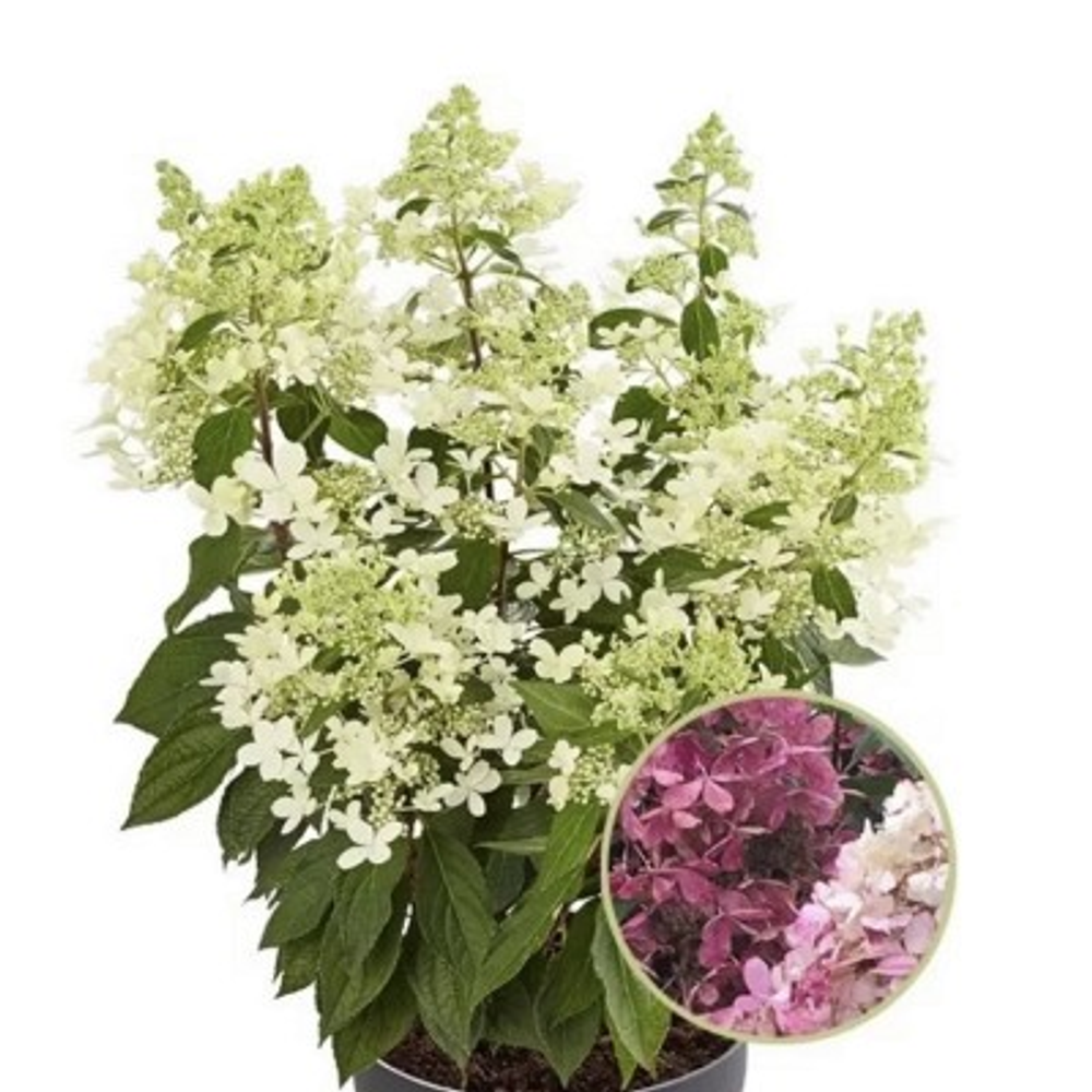 Пандрия «Pandria» С3