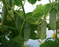 Огурец Артист F1 7шт Мировые Семена VITA GREEN