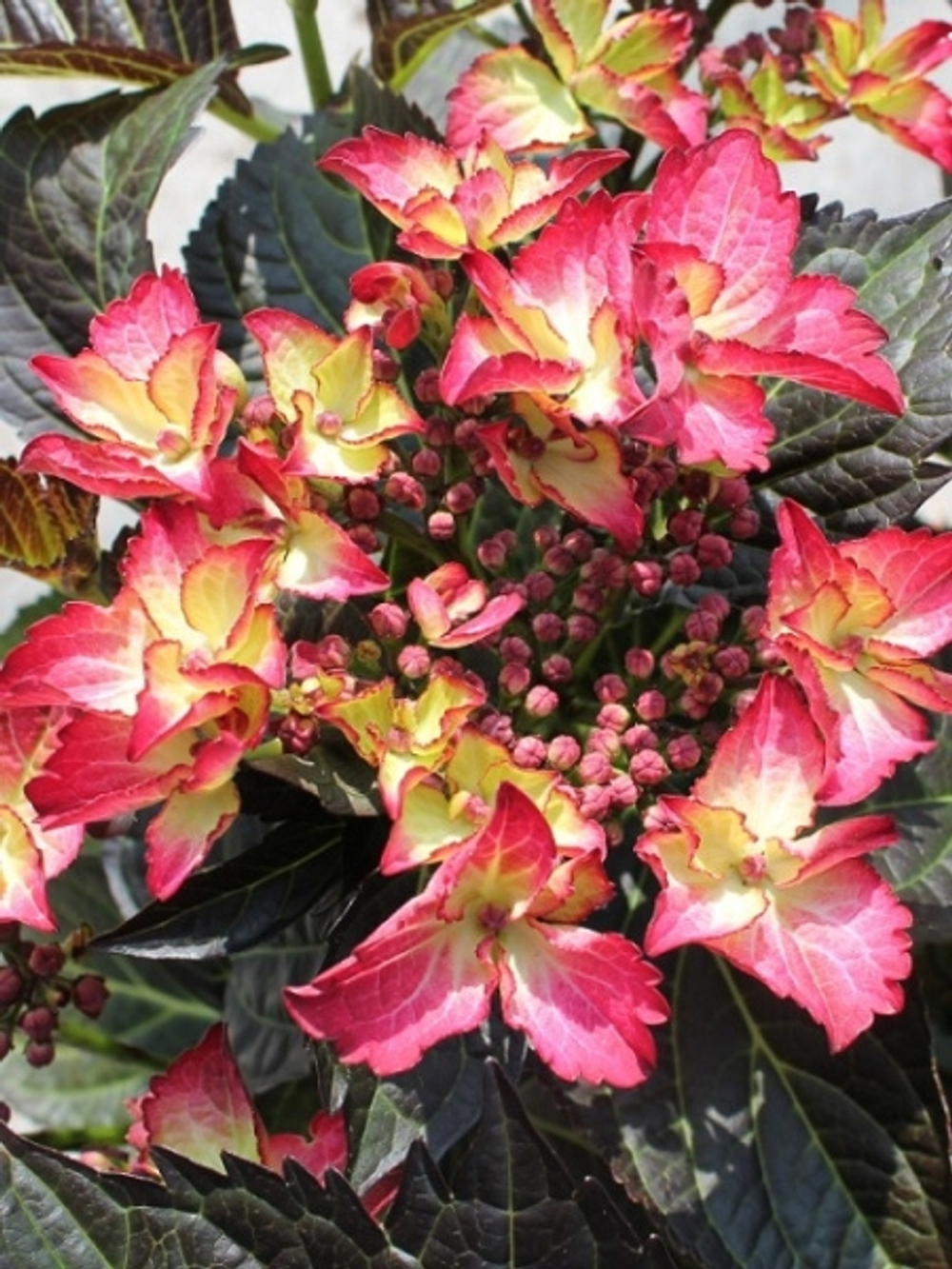 Black Diamonds Dark Angel/ Блэк Даймонд Дарк Ангел(Стандарт поставки Р9)2025г.