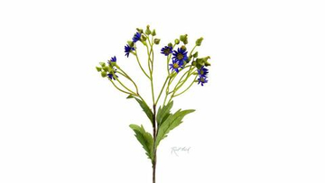 Крестовник весенний - Голубой