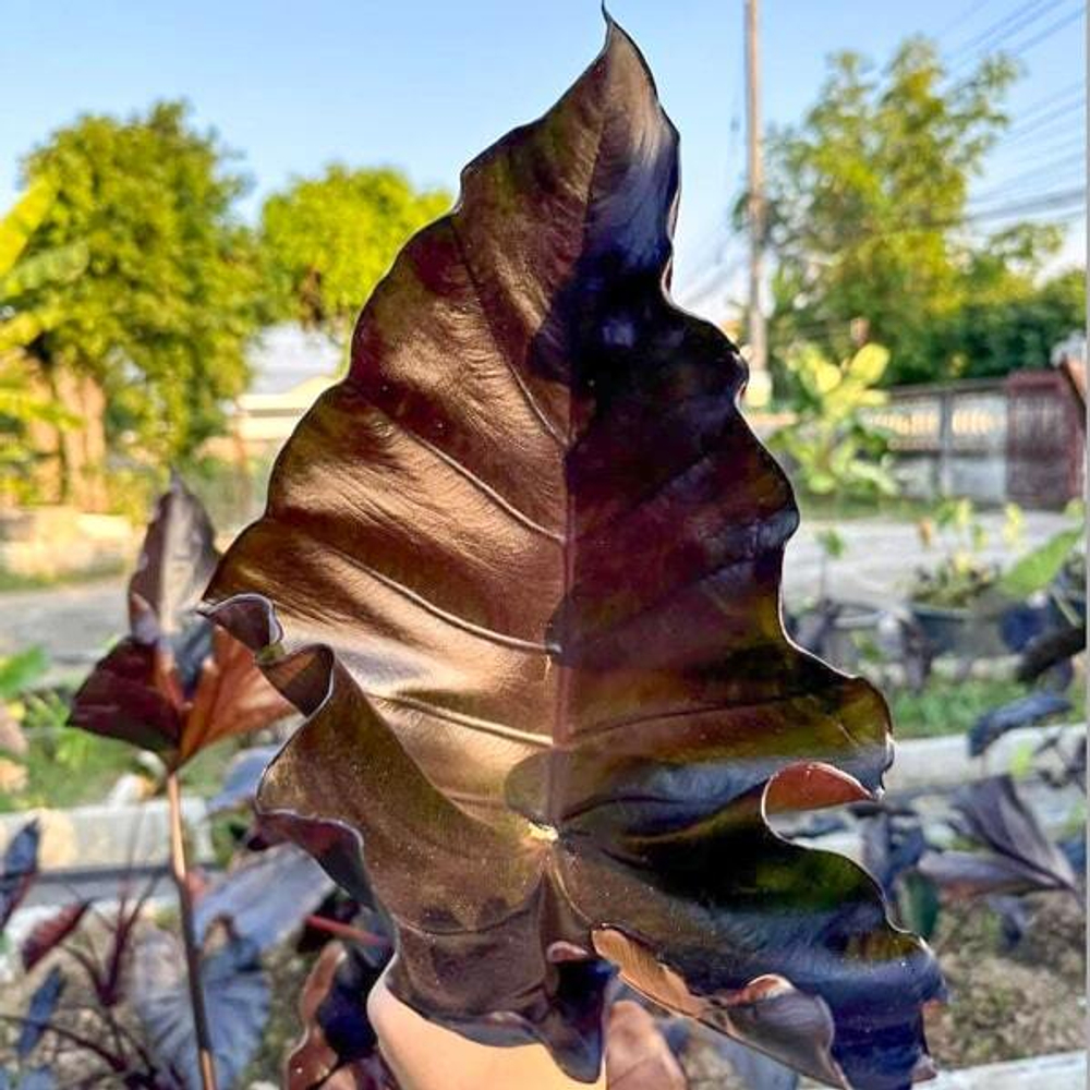 Колоказия POISON CUP