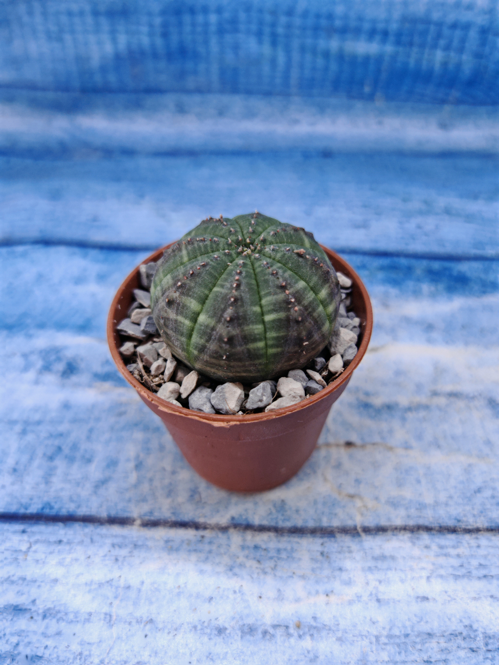 Euphorbia Obesa (Эуфорбия)