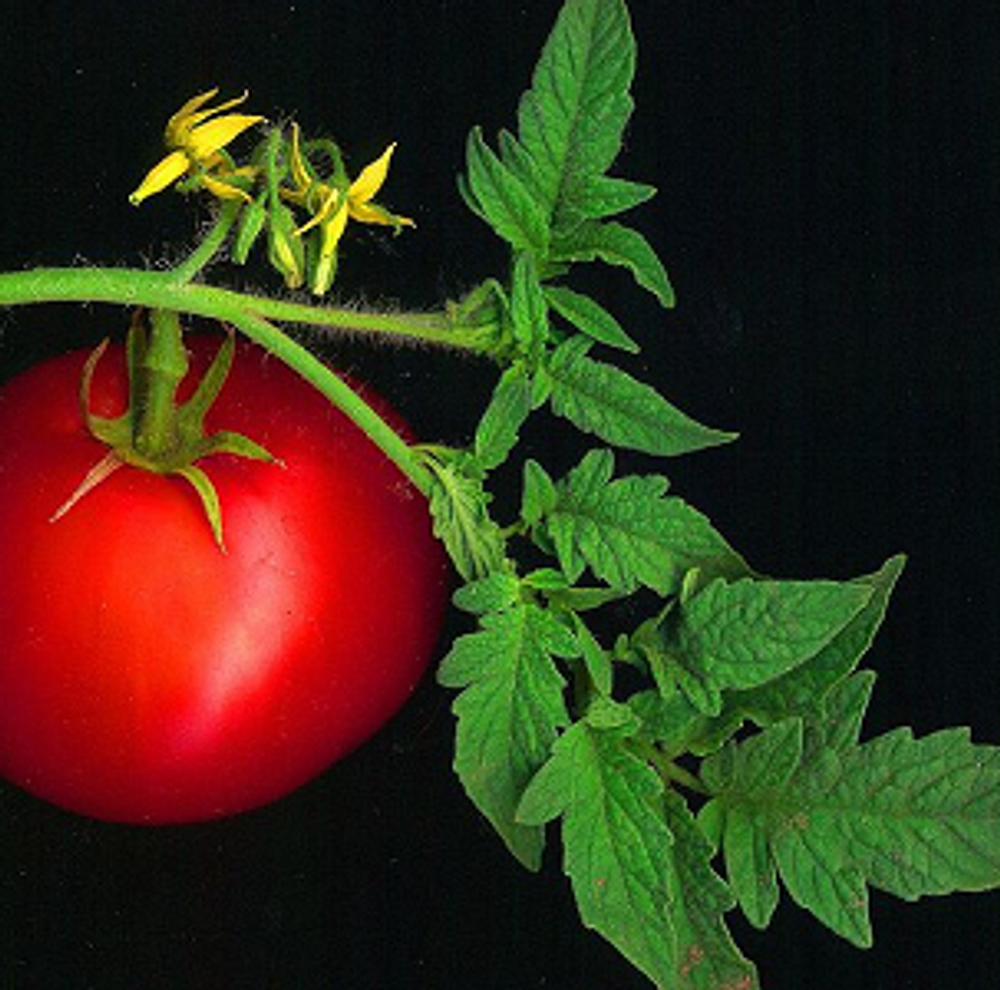 ТОМАТНЫЙ ЛИСТ Абсолют (Tomato Leaf Absolute Robertet)