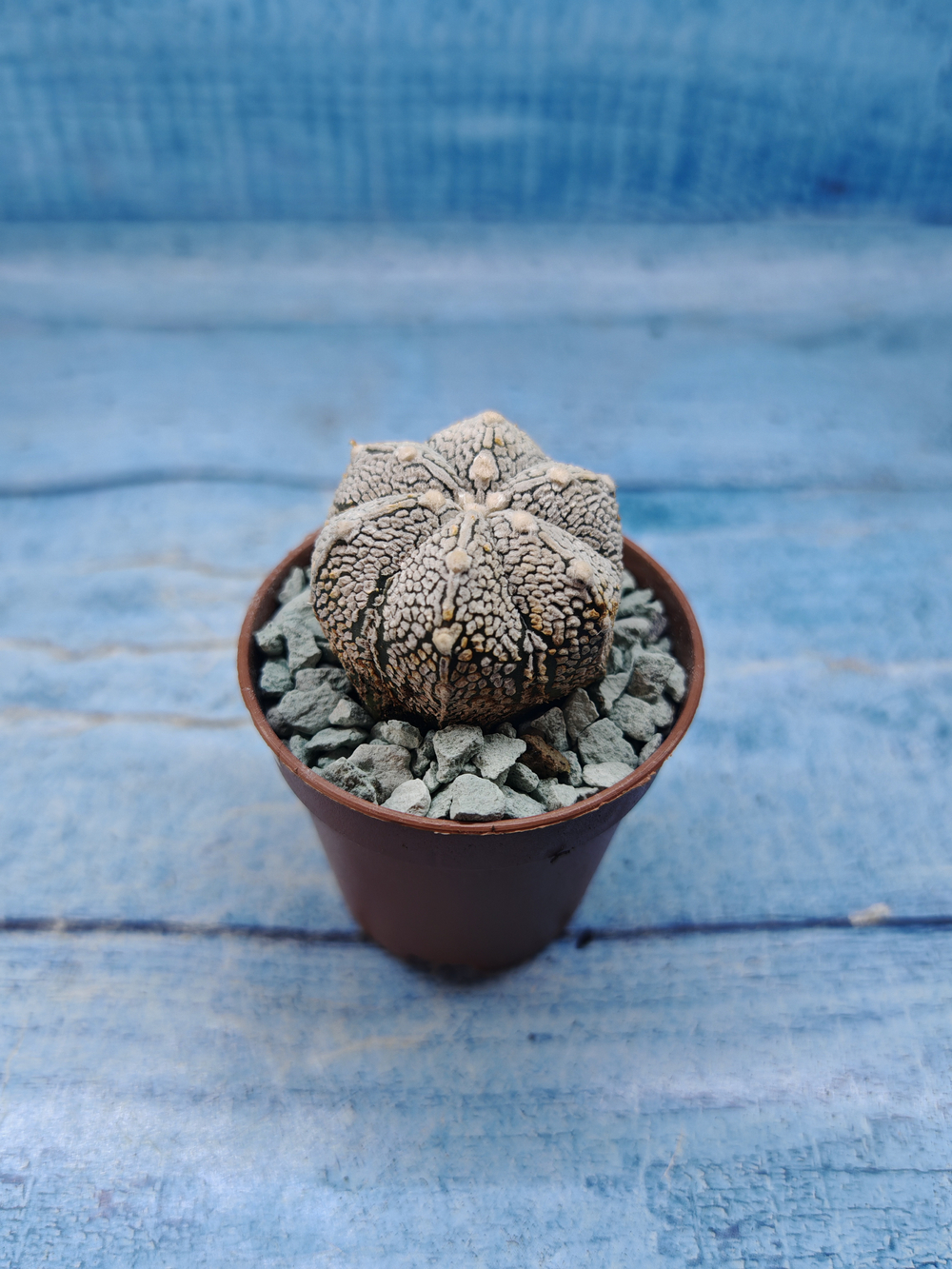 Astrophytum Asterias "Super Kabuto" (Астрофитум)