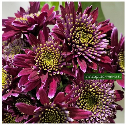 Хризантема кустовая Disco Club /к.56/поставка весна 2026г/