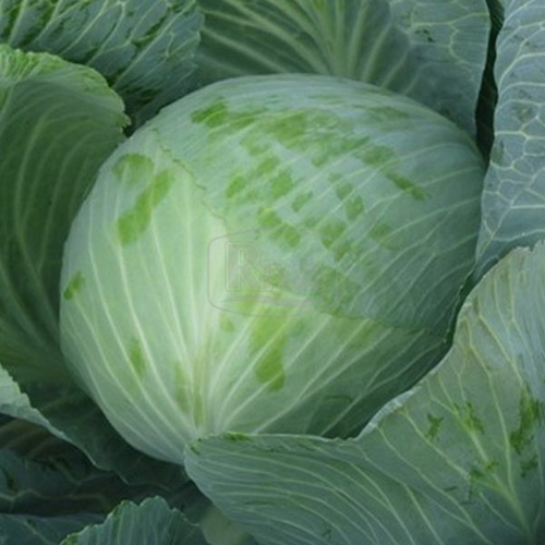 Капуста белокочанная Новатор F1