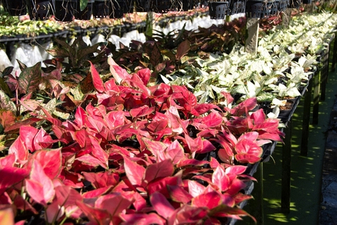 Аглаонемы на май 2026