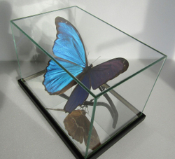 Бабочка Morpho didius в объемной композиции