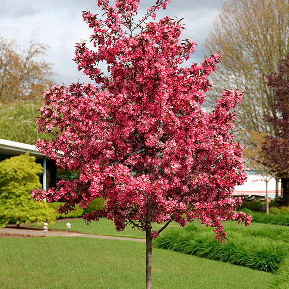 Яблоня декоративная Роялти