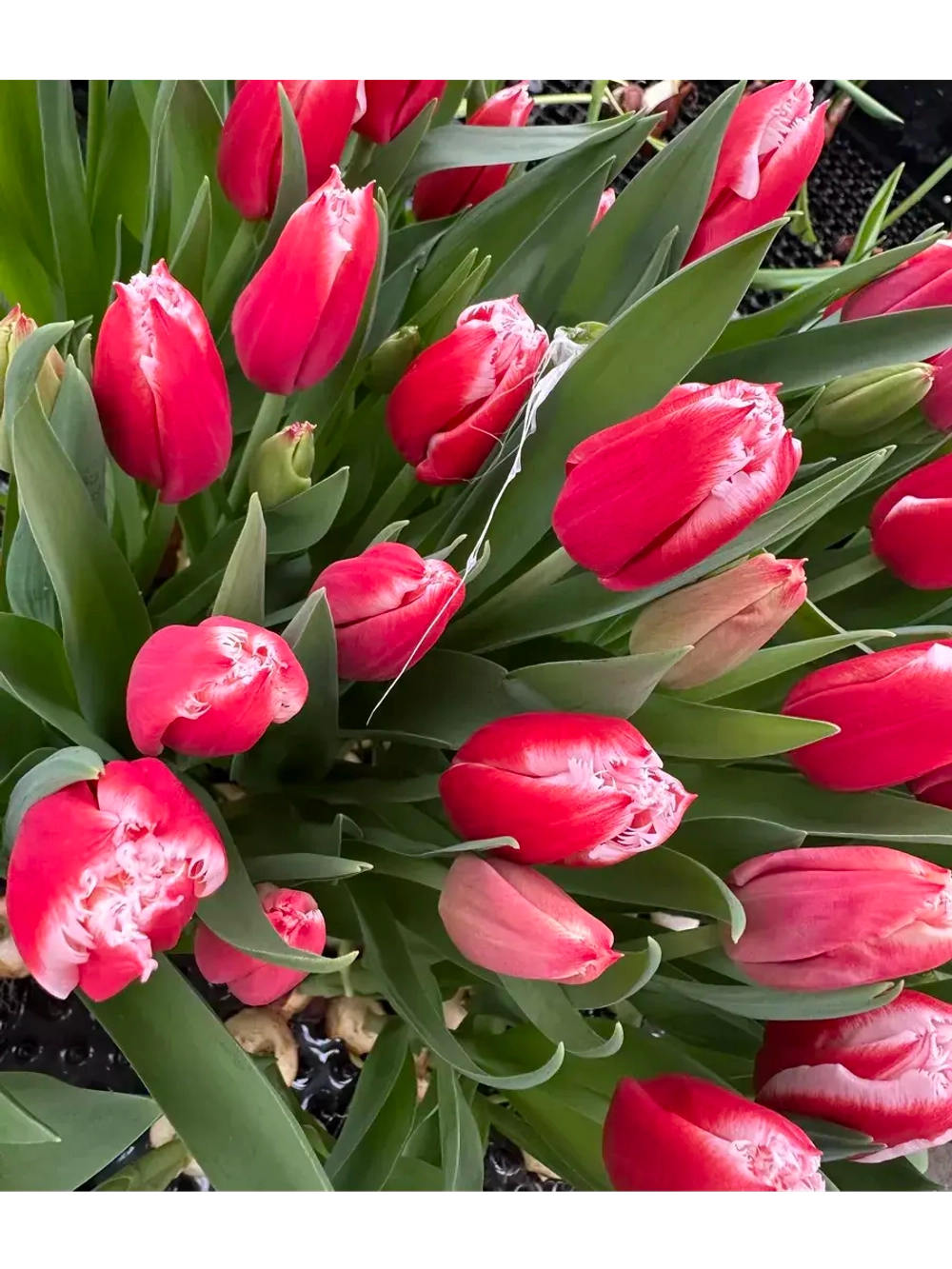 Тюльпаны,луковицы сорт Пол Маккартни (4штуки)