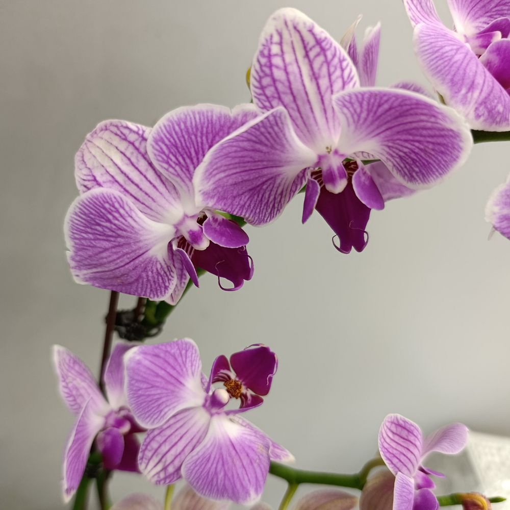 Орхидея фаленопсис