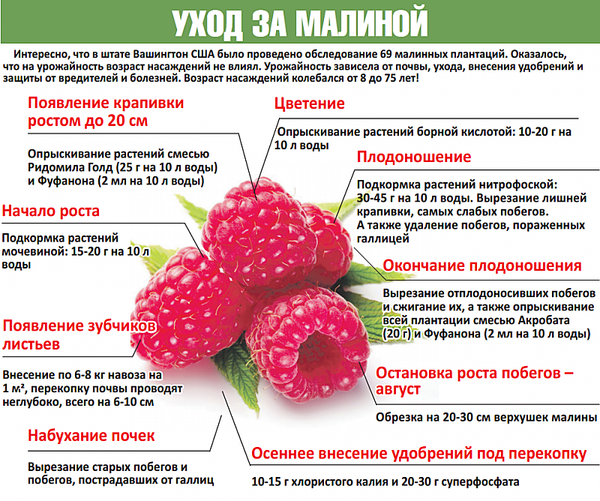 Малина отплодоносила? Самое время подкормить её для второго урожая!