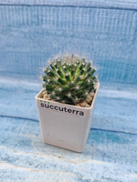 Mammillaria Bocasana (Маммиллярия)