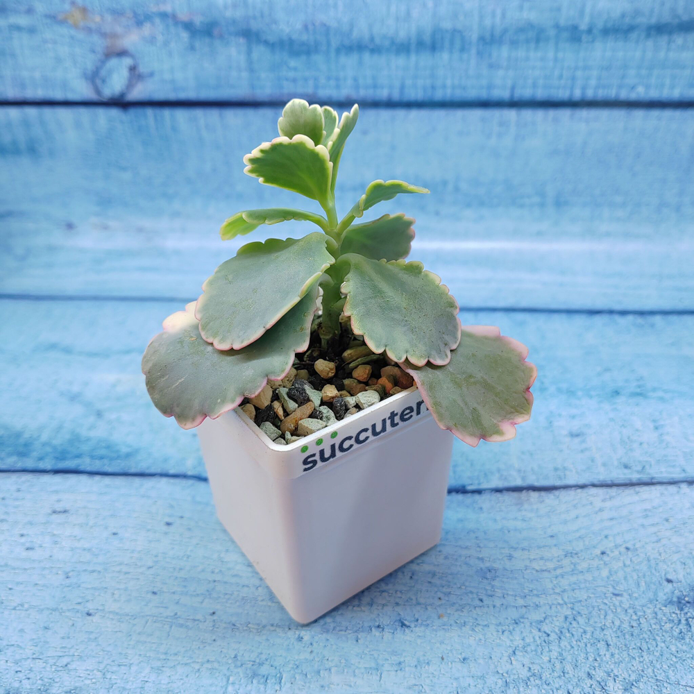 Kalanchoe Fedtschenkoi variegata (Каланхоэ)