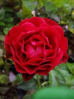 Роза шраб Фетцер Сайра Роуз