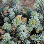 Ель колючая Джеддлох