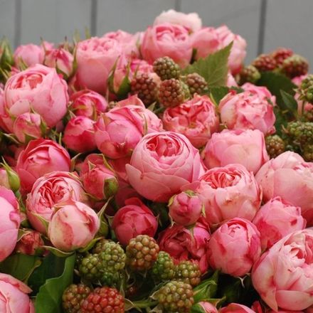 Плейфул Рококо (Playful Rokoko)