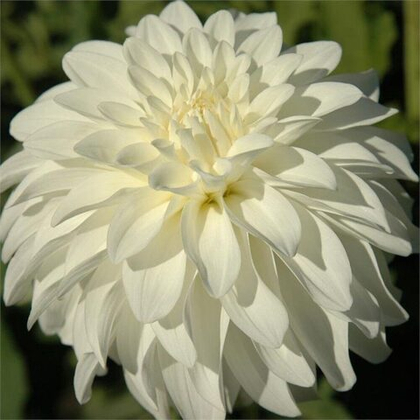 Георгина Леди Либерти