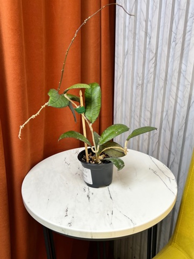 Хойя Гунунг Гадинг, D9см Н15см, 1шт, Urban Jungle (7583)