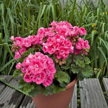 2811 Пеларгония зональная MOONLIGHT LADY RAMONA (Весна 2026)