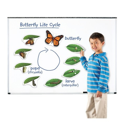 Набор магнитный Жизненный цикл бабочки