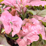 Сингониум SQUIDDY PINK