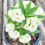 Эуфорбия Миля MALAI NGERN LAN