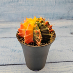 Gymnocalycium Variegata (Гимнокалициум Вариегатный)