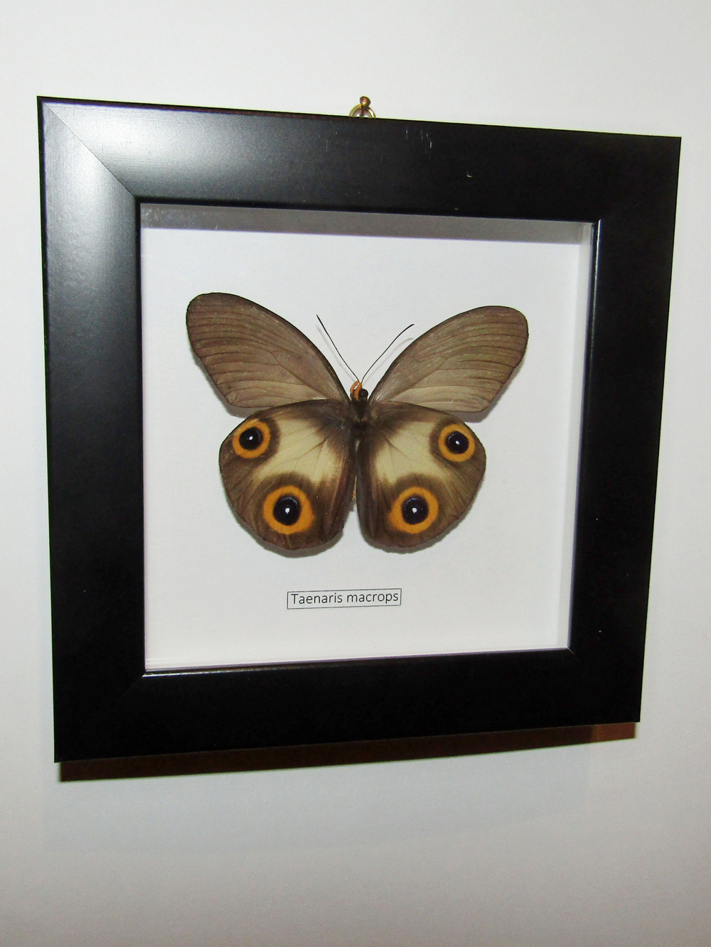 Бабочка Taenaris в рамке