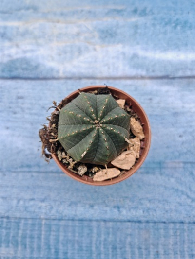 Euphoria Obesa (Эуфорбия)