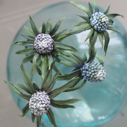 Молд  Центр Космеи, Циннии, брунии