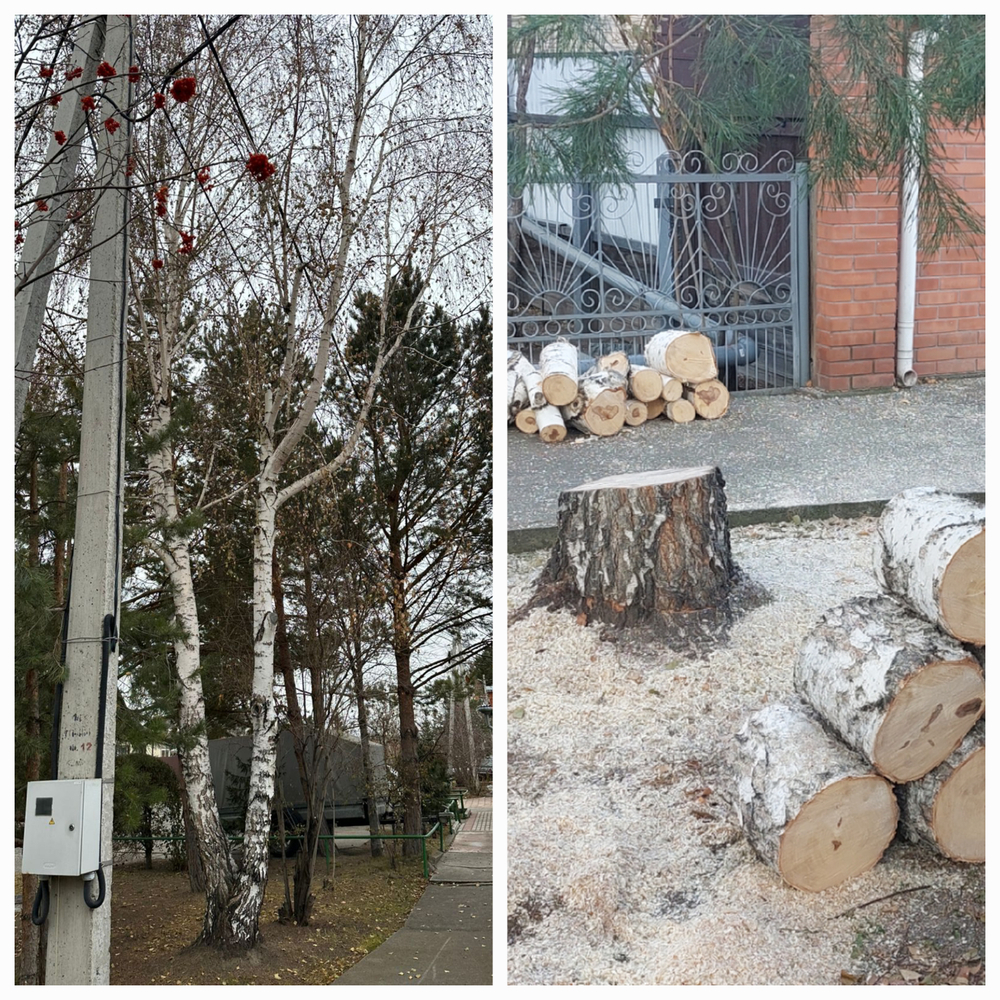 Спил,обрезка деревьев