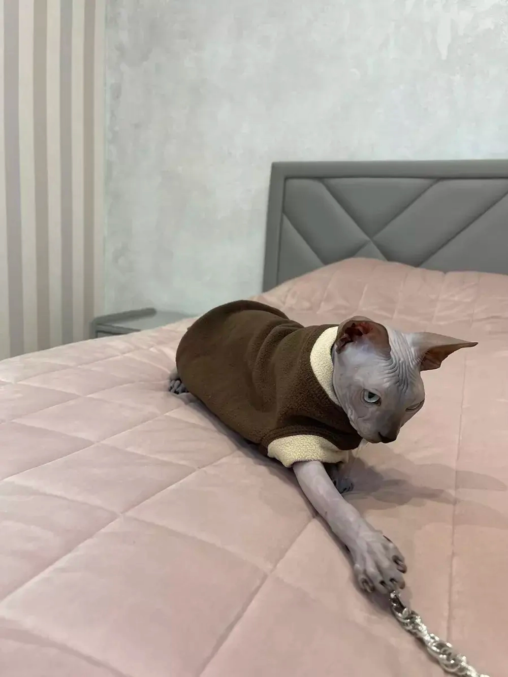 Одежда свитер для сфинксов кошек