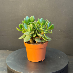 Суккулент из рода Крассула (Crassula)
