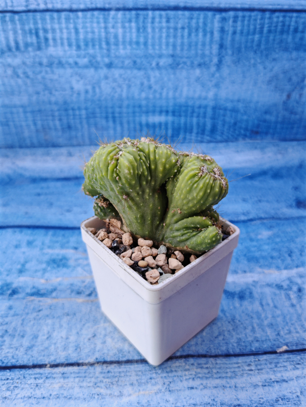 Cereus Peruvianus Monstrosus (Цереус)
