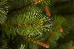 Елка Сказочная 215 см., леска+пвх, Triumph Tree (73536)