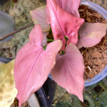Сингониум PINK PERFECTION PINK ON PINK