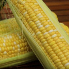 Ракель F1 семена кукурузы (Clause / Клос)