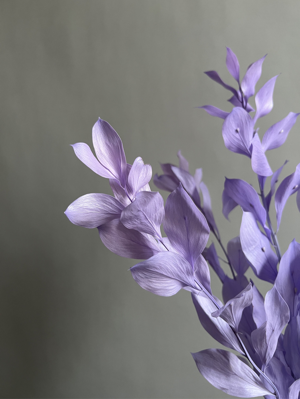 Рускус садовый стабилизированный сиреневый