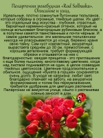 Пеларгония Род Солбаска тюльпановидная
